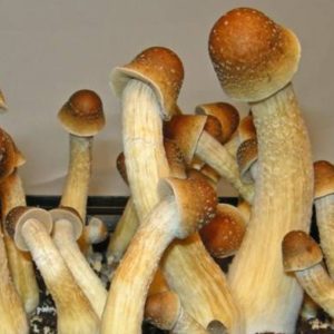 Penis Envy ( Psilocybin Mushrooms )