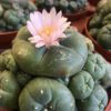 peyote-in-bloom