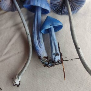 Blue Meanie magic mushrooms are much stronger