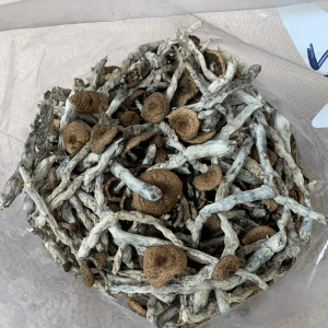 NEW BATCH COSTA RICAN MAGIC MUSHROOM