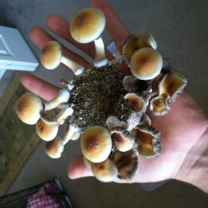 Buy South American Shrooms Online