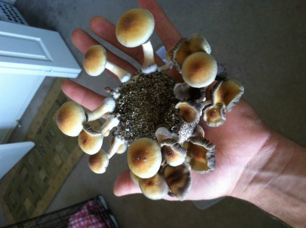 Buy South American Shrooms Online