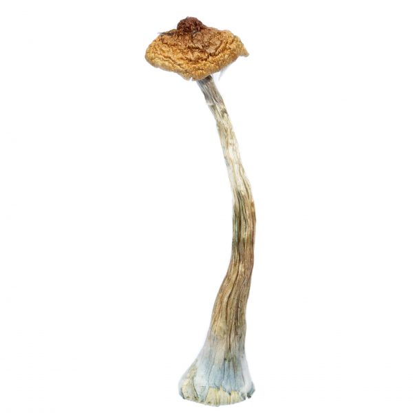 Brazilian Magic Mushroom